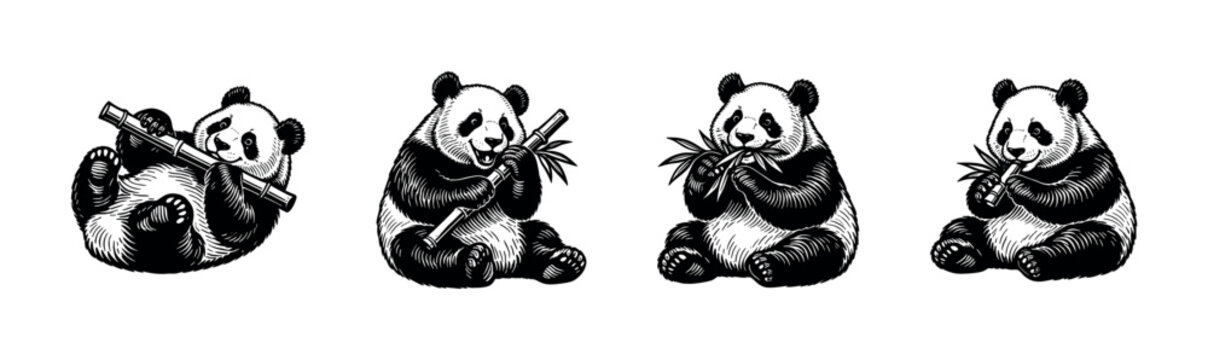 Black and white vector illustration of cute pandas eating bamboo plant silhouettes