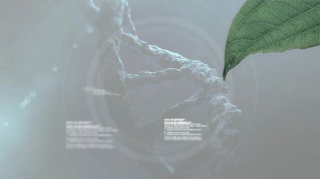 Animation of dna structure and data processing over close up of leaves against grey background