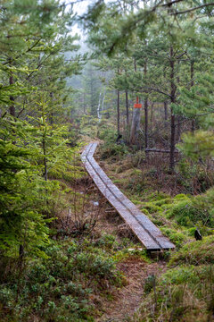 Duck-board through misty forest with fur and pine trees