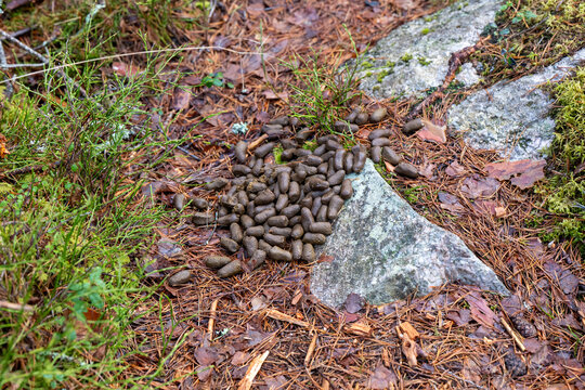 Fresh moose poop on forest trail in Sweden