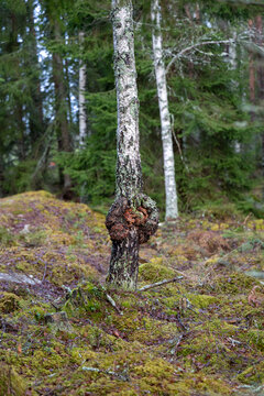 Big burl on small birch tree in forest