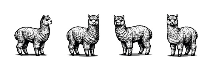Obraz premium Black and white alpaca illustrations, animal silhouette, vector art