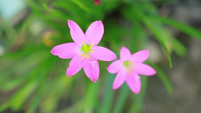 Two pink rain lily flowers blooming beautifully in the garden with green leaves background