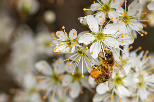 First signs of spring with a honey bee collecting pollen from the blackthorn sloe fruit tree, Prunus spinosa
