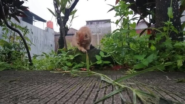 Curious Ginger Kitten Jumping and Approaching Camera in Morning Garden
