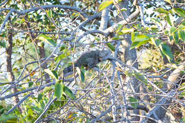 Fototapeta premium 木の上で眠るグリーンイグアナ。長閑な風景