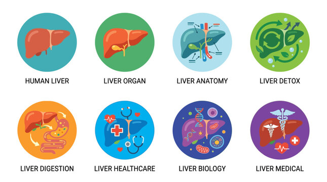 Vector illustrations of human liver anatomy and its functions in a medical setting with organs and biology