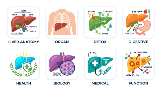 Vector illustration of liver anatomy with detailed organ structure for educational purposes in medical biology.