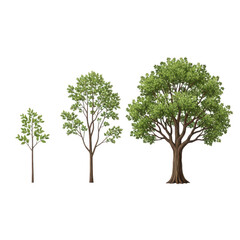 Obraz premium Three stages of tree growth depicted in a single illustration isolated on transparent background