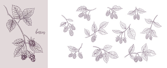 Fototapeta premium Hand Drawn Blackberry and Raspberry Botanical Set with Brunch Elements, Detailed Ink Illustration with Floral Design for Invitation, Wallpaper and Save the Date Cards