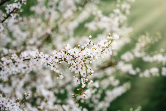 blossom, spring, blooming, flower, sakura, tree, bloom, day, pink, springtime, seasonal, full bloom, light, natural, petal, floral, vibrant, cherry blossom, peaceful, branch, flora, sunny, beautiful, 