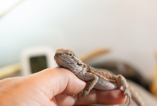 Baby of bearded agama dragon in his house taming at home