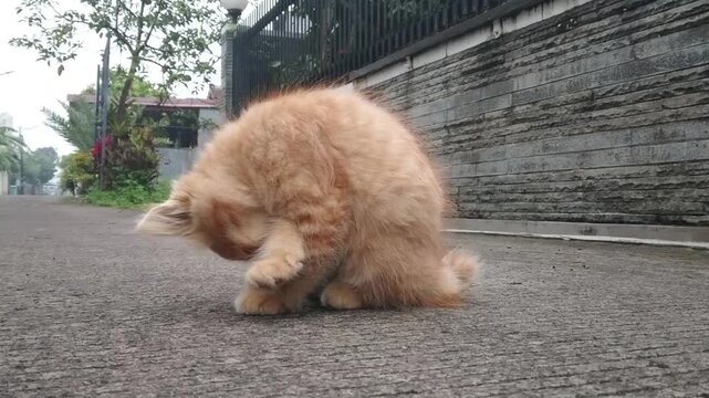 Surprised Ginger Kitten Biting Its Fur and Looking at Camera
