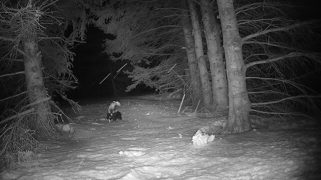 A curious skunk with white stripes forages in the snow before bumping into a black-and-white infrared camera. Filmed at night in a winter forest with light snowfall. Unique wildlife encounter.