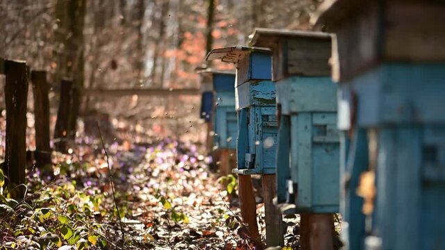 Blue wooden beehives standing in forest clearing with active bees flying. Apiary boxes in countryside, beekeeping and pollination activity