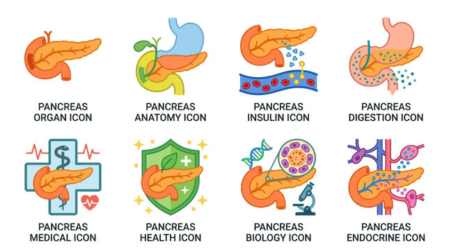 Vector illustrations of pancreas anatomy and health icons with various medical symbols and biology concepts in a colorful graphic design.