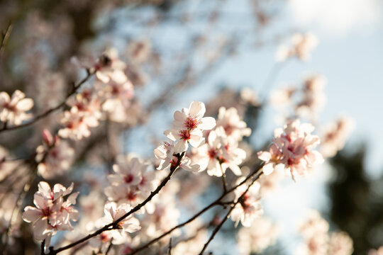Gros plan sur les branches d'un amandier en fleur, petites fleurs de couleur rose clair illumin&eacute;es par le soleil, ciel bleu en arri&egrave;re-plan, printemps