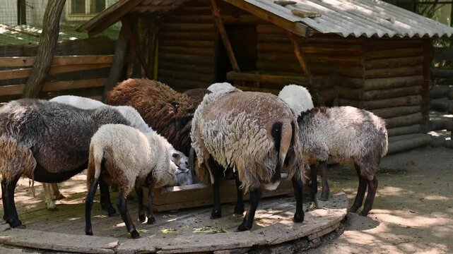 Colored sheep feeding at farm trough, allegory of society and human behavior, diversity inclusion equality concept, community dynamics conformity individuality, rural life agriculture harmony shared r