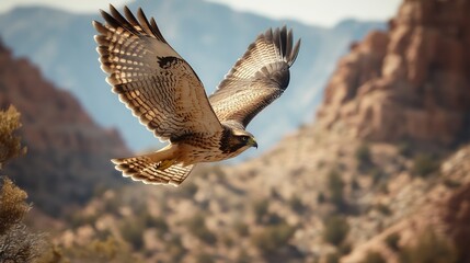 Fototapeta premium A powerful hawk glides effortlessly through the open sky, its wings spread wide against a backdrop of majestic mountains bathed in golden sunlight. The scene captures the essence of wilderness