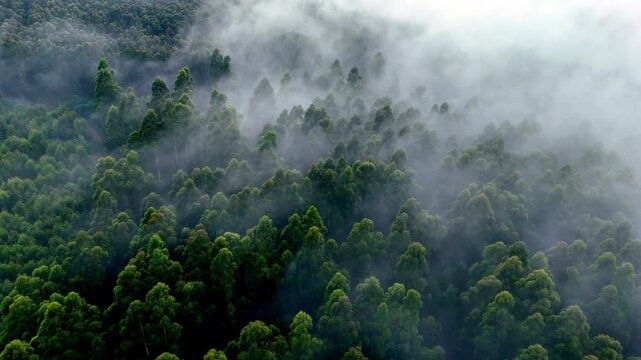 Mystical aerial view over foggy wooded tree forest canopy in countryside