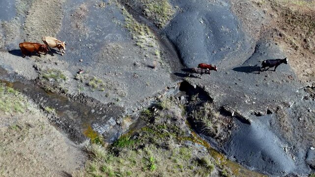Livestock cattle stroll over weathered and overgrazed African veld, top aerial