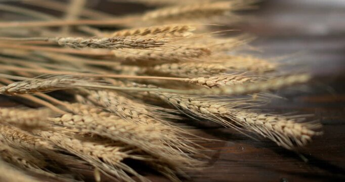 Harvesting wheat in a field during sunny weather in late summer days with golden grains swaying in the breeze