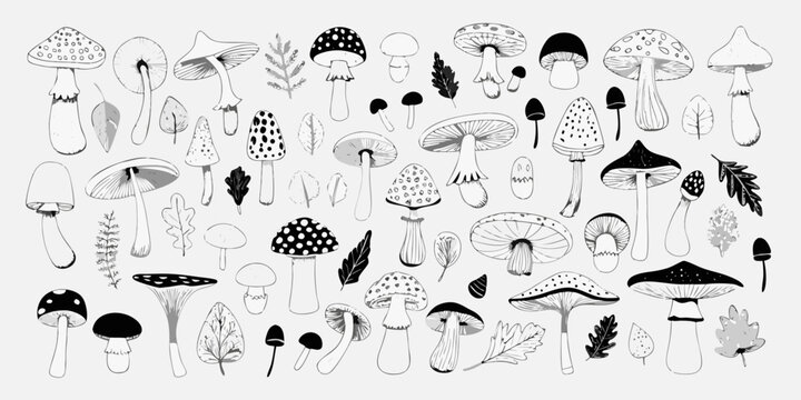 Variety of hand drawn mushrooms and botanical elements in black and white