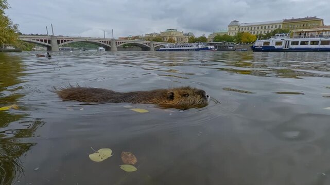 Coypu (Nutria) swims on autumn Vltava River against backdrop of Old Prague, with wild ducks and pleasure boats swimming nearby.