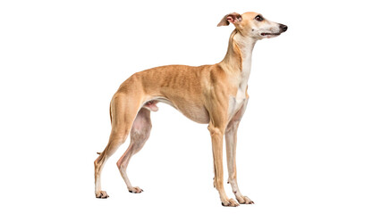Greyhound stands tall elegant fawn whippet dog isolated on transparent background cut out © AAAstock2025