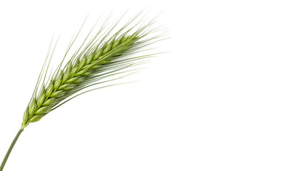 Green wheat ear stands upright  isolated on transparent background cut out © AAAstock2025