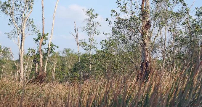Cajuput tree, paper bark tree in waterlogged forests during the dry season.
