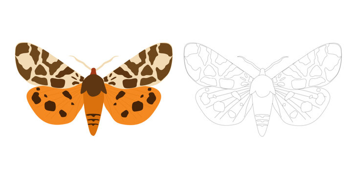 Garden Tiger Moth Coloring Page Detailed Outline Insect