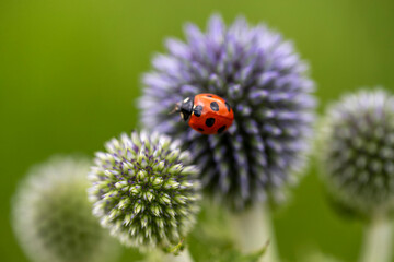 Fototapeta premium ルリタマアザミの紫の花にとまるナナホシテントウのマクロ写真と緑の背景