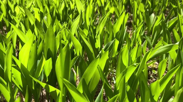 Close-up of vibrant green lily of the valley leaves illuminated by bright spring sunlight in a forest glade