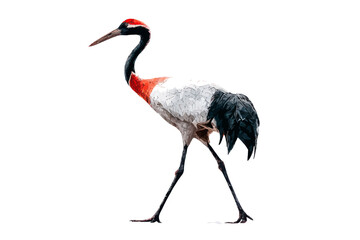 Obraz premium Elegant red-crowned crane standing on one leg in minimalist white background