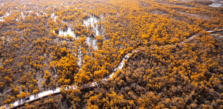 Populus euphratica forest in Tarim, Xinjiang from the perspective of aerial photography