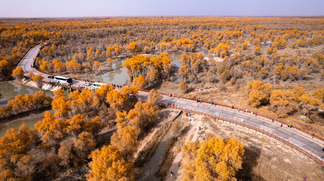 Populus euphratica forest in Tarim, Xinjiang from the perspective of aerial photography