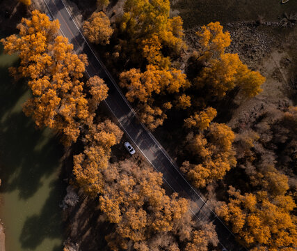 Populus euphratica forest in Tarim, Xinjiang from the perspective of aerial photography