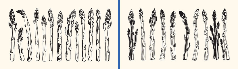Fresh asparagus vegetable sketch, hand drawn healthy food, organic garden produce illustration, botanical kitchen art doodle, vegetarian cooking ingredient design, farm fresh grocery icon, healthy nut © dhruvik