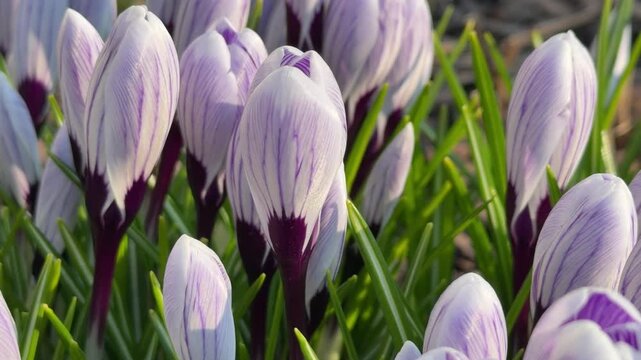 A cluster of unopened crocus buds with lavender and white stripes, set against vibrant green foliage. The buds capture the anticipation of spring, bathed in warm sunlight.