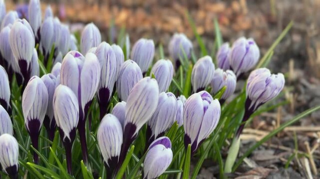 A cluster of unopened crocus buds with delicate lilac hues and deep purple bases. Vibrant green stems surround the buds, capturing the freshness of early spring.