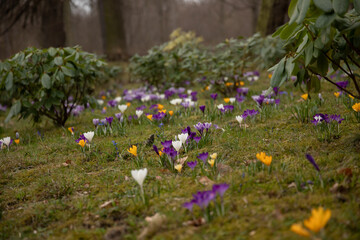 polanka krokusów © meegi