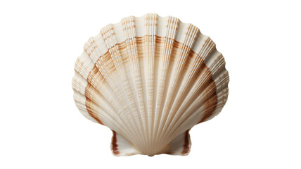 Fototapeta premium Large scallop seashell with brown stripes isolated on transparent white background png