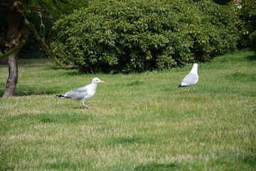 Mewy chodzące po trawie w parku  © Marek