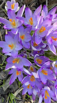 delicate purple crocus flowers.close-up. flowers shot from above, colorful macro video of spring flowers