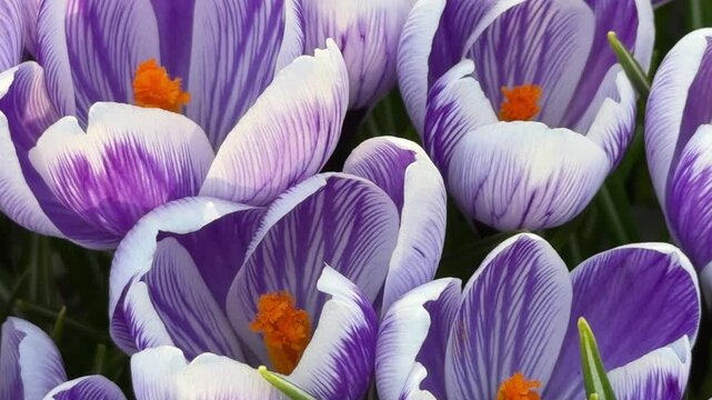 delicate purple crocus flowers with a white border. close-up. flowers shot from above, colorful macro video of spring flowers