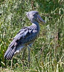 Fototapeta premium View of a Shoebill, Balaeniceps rex, in vegatation