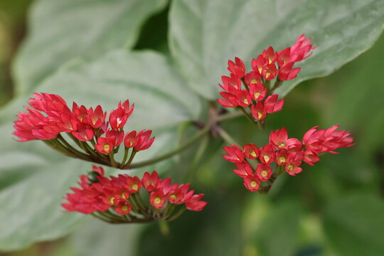 Flaming glorybower