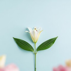 Obraz premium White lily flower with green leaves on light blue background plant