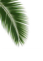Fototapeta premium close-up palm leaf isolated on white background minimal design
